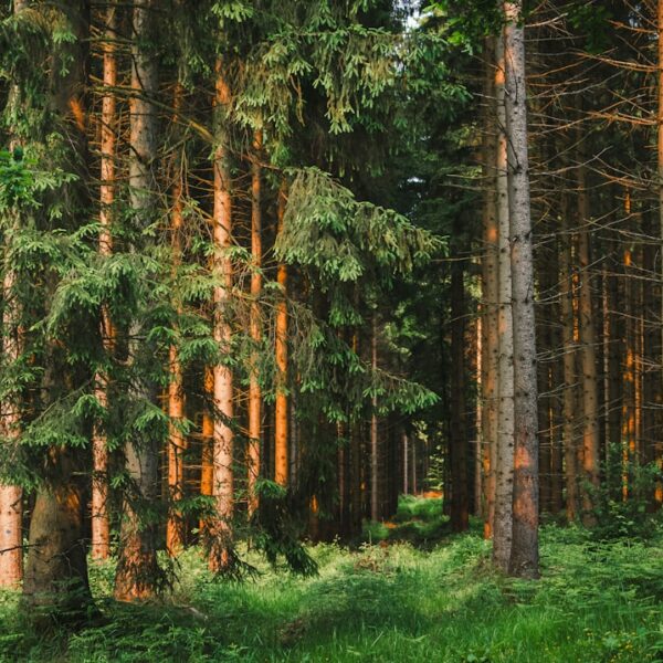 Korzyści terapii leśnej: zdrowie i równowaga