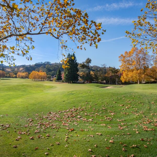 Apiterapia: nowoczesne zastosowania