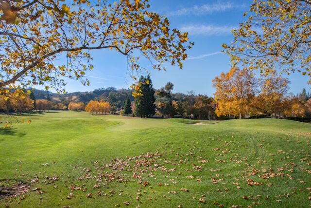 Apiterapia: nowoczesne zastosowania